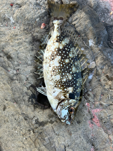 アイゴの釣果