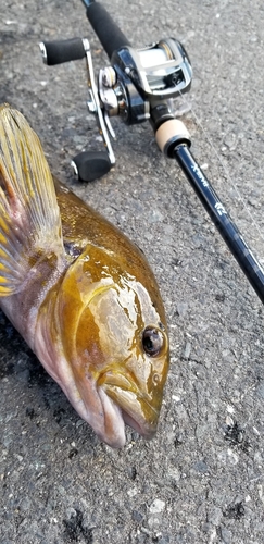 アイナメの釣果