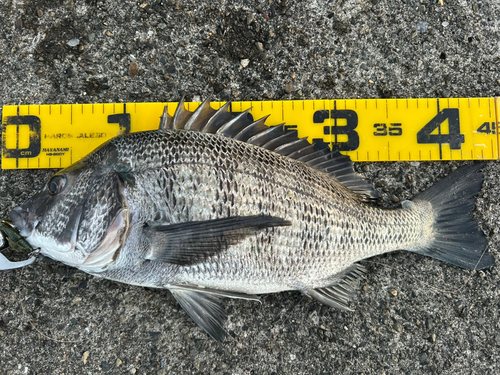 クロダイの釣果