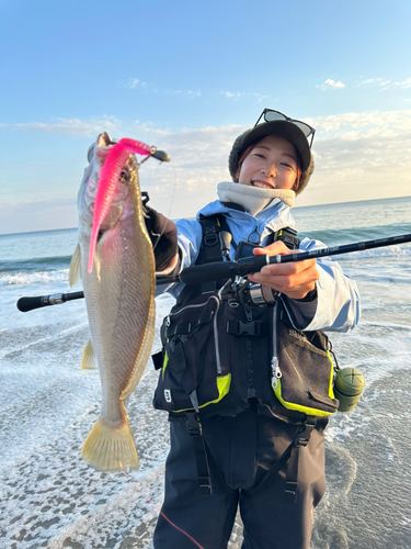 ニベの釣果