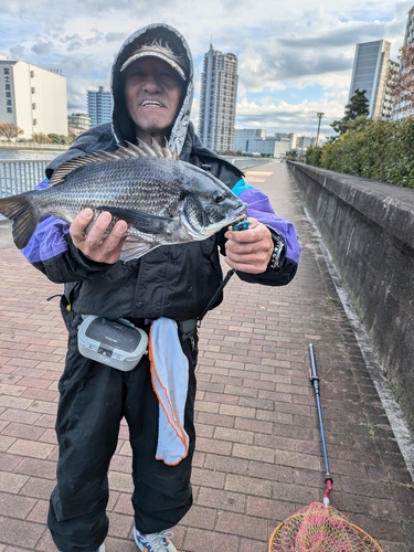 クロダイの釣果