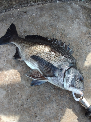 クロダイの釣果