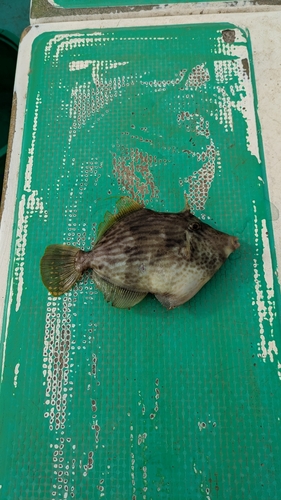 カワハギの釣果