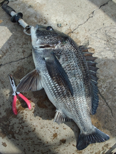 クロダイの釣果