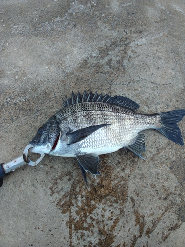 クロダイの釣果