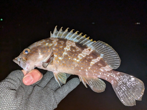 アコウの釣果