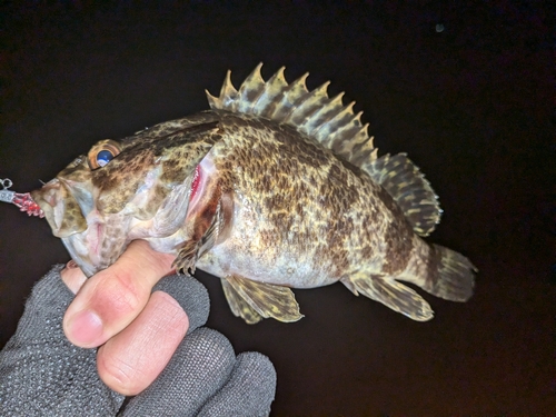 タケノコメバルの釣果