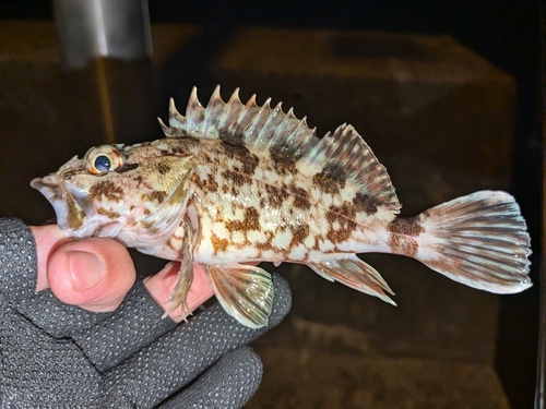 カサゴの釣果