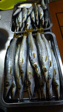 カマスの釣果