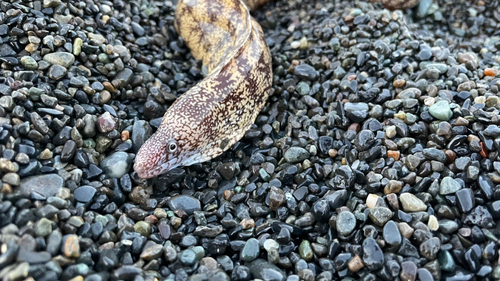 ウツボの釣果