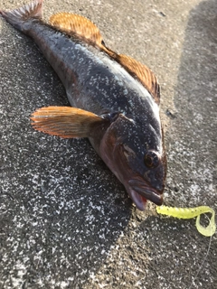 アイナメの釣果