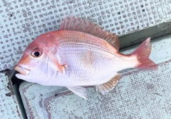 レンコダイの釣果