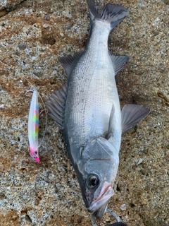 ヒラスズキの釣果