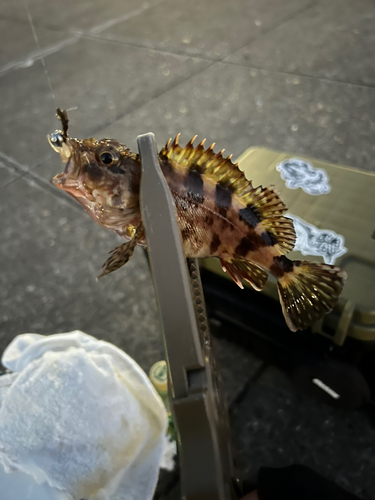 カサゴの釣果