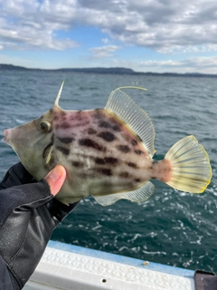 カワハギの釣果