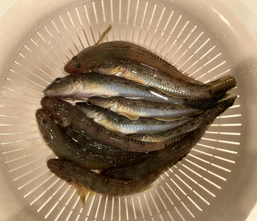 ハゼの釣果