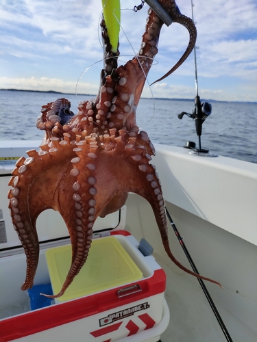 タコの釣果