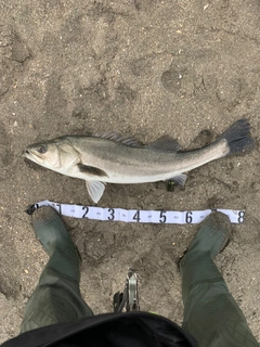 スズキの釣果