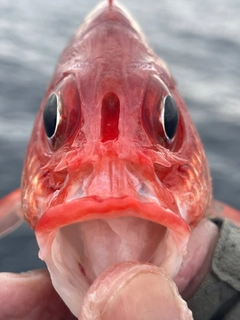 釣果