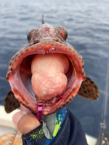 シロブチハタの釣果