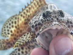 カンモンハタの釣果