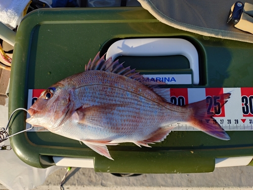 タイの釣果