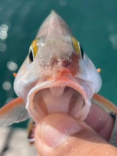 ヒメフエダイの釣果