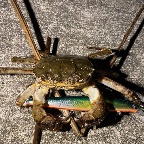 モクズガニの釣果