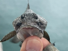 ナミハタの釣果