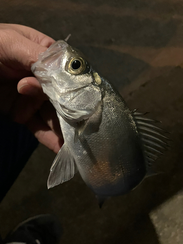 セイゴ（マルスズキ）の釣果