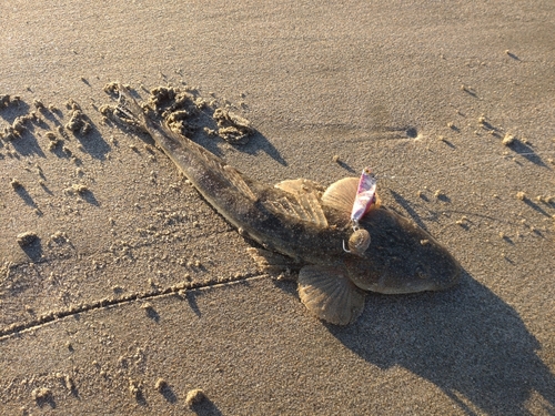 マゴチの釣果