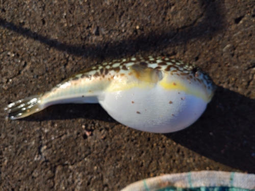 ショウサイフグの釣果