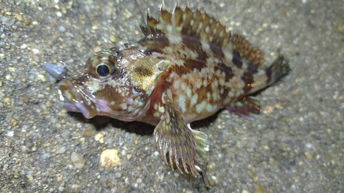 カサゴの釣果