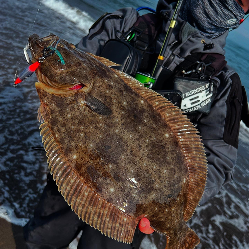 ヒラメの釣果