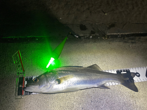 シーバスの釣果