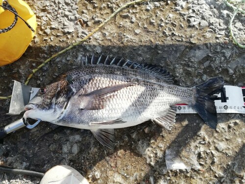 チヌの釣果