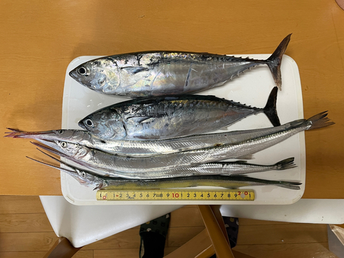 マルソウダの釣果