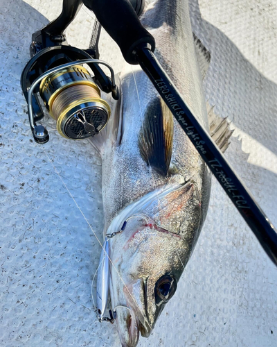 マルスズキの釣果