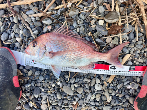 マダイの釣果