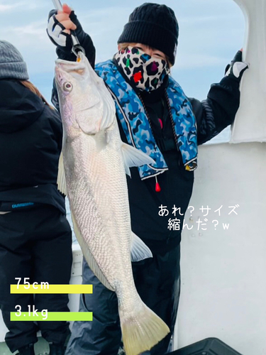 ニベの釣果