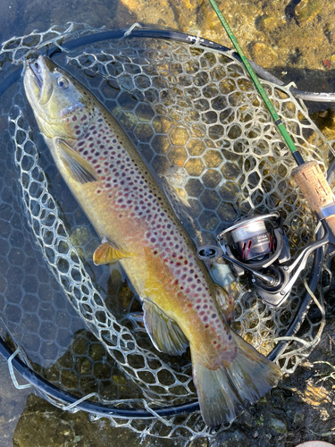 ブラウントラウトの釣果