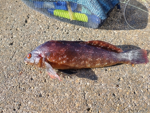 クジメの釣果