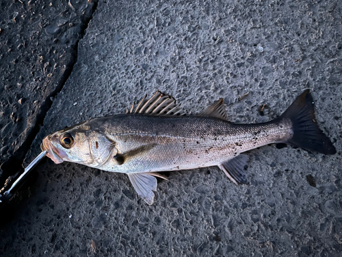 セイゴ（タイリクスズキ）の釣果