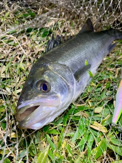 フッコ（マルスズキ）の釣果