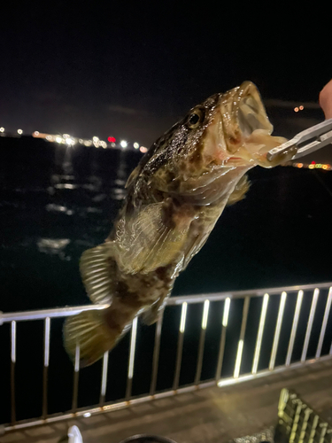 常滑りんくう釣り護岸