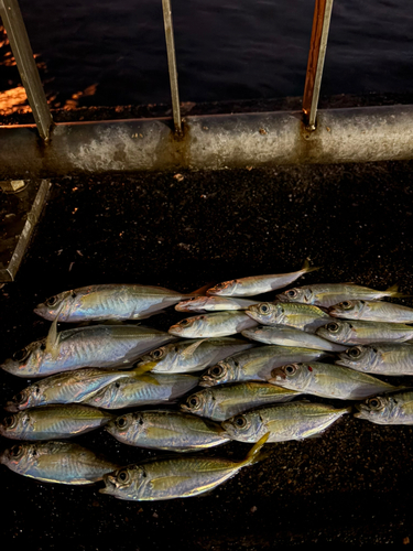 アジの釣果