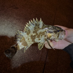 タケノコメバルの釣果