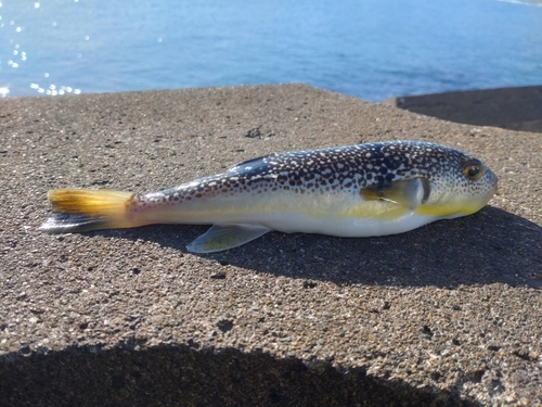 ショウサイフグの釣果