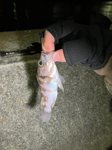 海上釣り堀オーパ