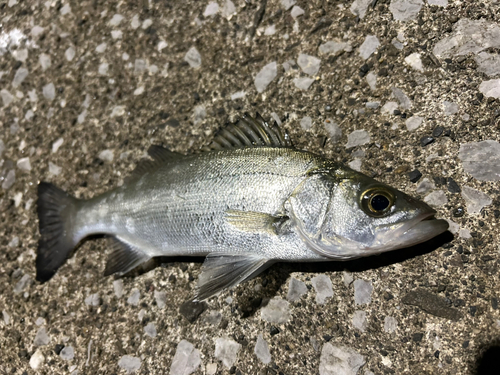 セイゴ（ヒラスズキ）の釣果